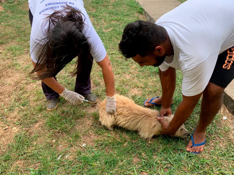 Vacina antirrábica: Saiba onde imunizar o seu pet em Lagarto