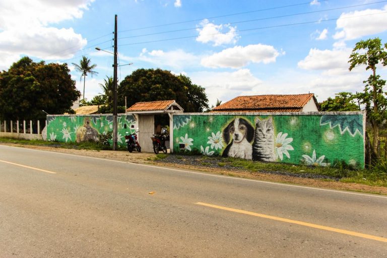 Prefeitura de Simão Dias promoverá castração em massa de cães e gatos