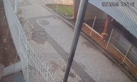 Polícia Civil esclarece abandono de gatos em Lagarto