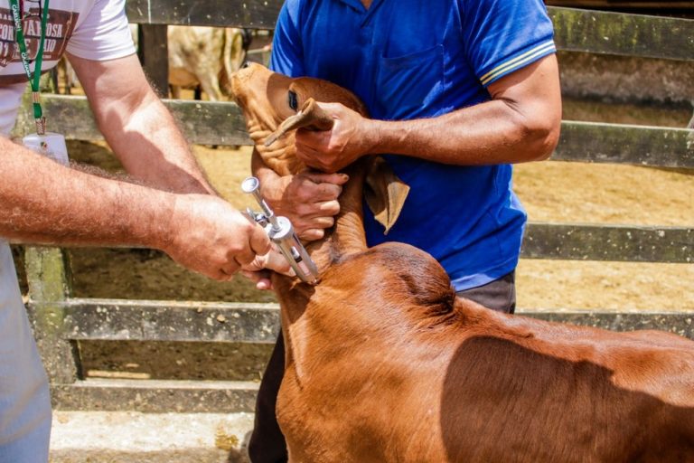 Brasil deve vacinar 161 milhões de bovinos e bubalinos contra aftosa