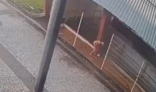 Mulher abandona animais na praça do Forródromo e jovens os resgatam