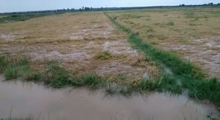 Chuvas causam alagamentos e perda de safra de arroz em Sergipe