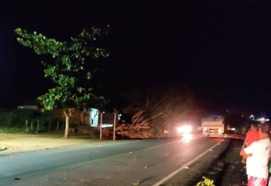 Árvore cai e prejudica o tráfego na rodovia que liga Lagarto a Riachão do Dantas