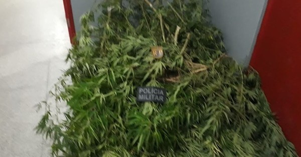Mudas de maconha são apreendidas em São Cristóvão