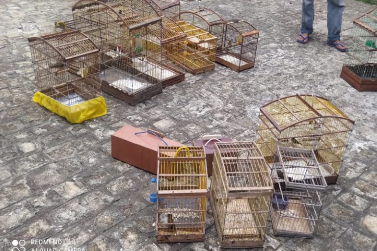 PM apreende 16 aves silvestres no município de Lagarto