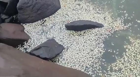 Assista: Vídeo mostra vários peixes mortos na Barragem de Lagarto