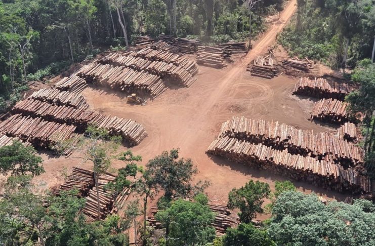 Apreensão de madeira nativa da história do Brasil, feita pela  Polícia Federal na divisa do Pará com o Amazonas