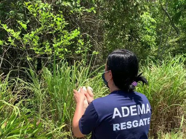 Adema realiza soltura de 23 aves em área de reserva ambiental