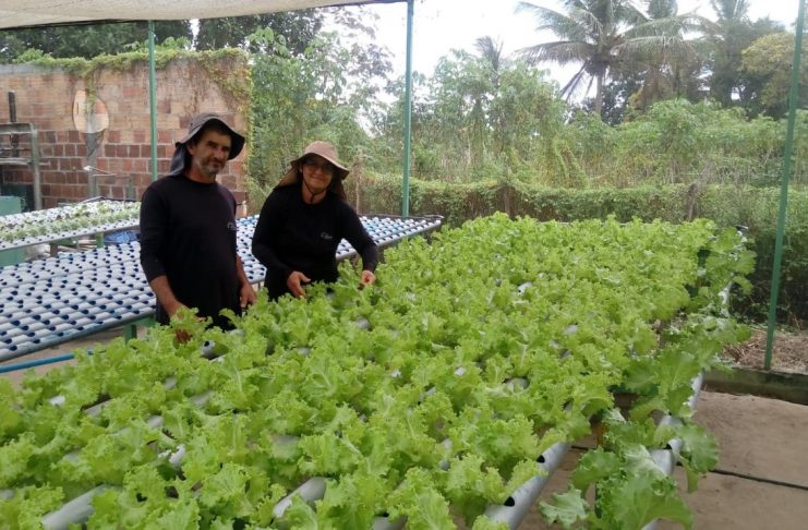 Agricultores do povoado Colônia Treze, em Lagarto, se destacam na produção de alimentos orgânicos com apoio do microcrédito rural.