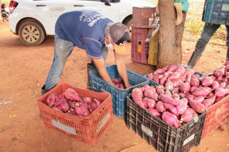 Agricultores dobram produção de batata-doce atendendo mercado exigente