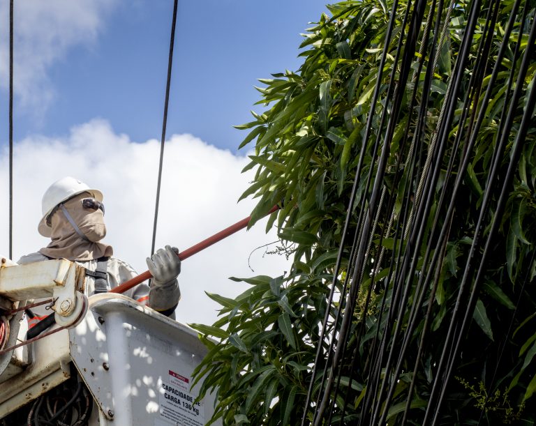 Energisa alerta sobre o plantio de árvores próximo à rede elétrica