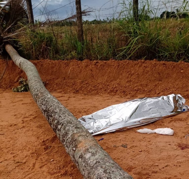 Coqueiro cai e mata uma pessoa na zona rural de Lagarto