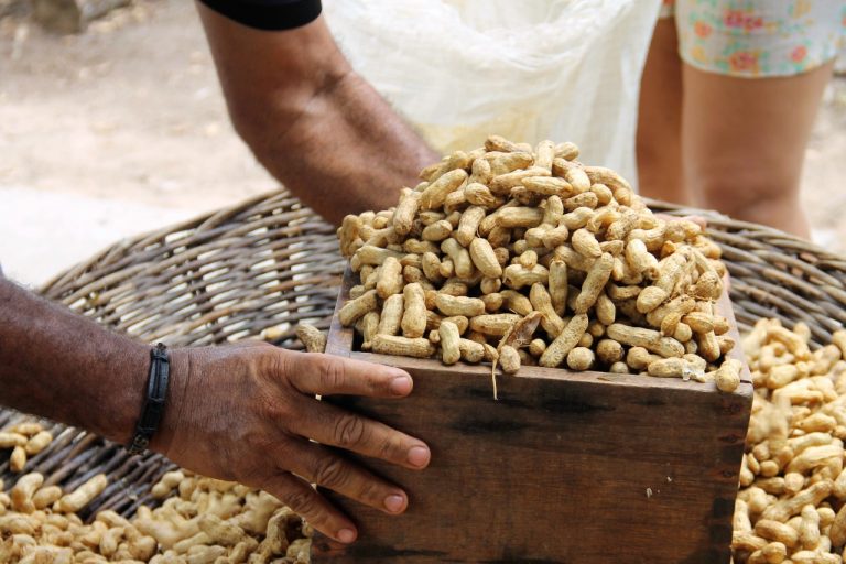 Em Lagarto, produção de amendoim em 2022 deve superar 2021