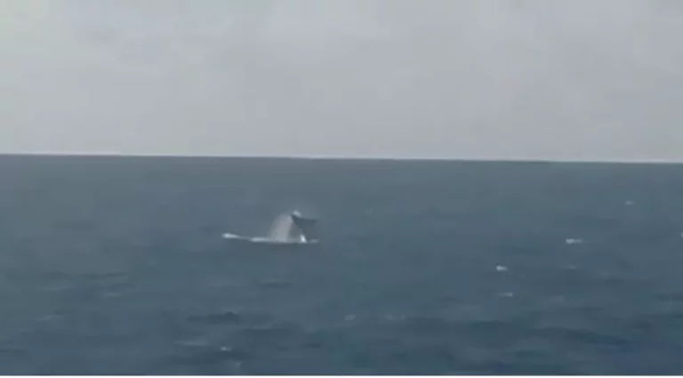 Grupo de baleias é avistado no litoral de Sergipe