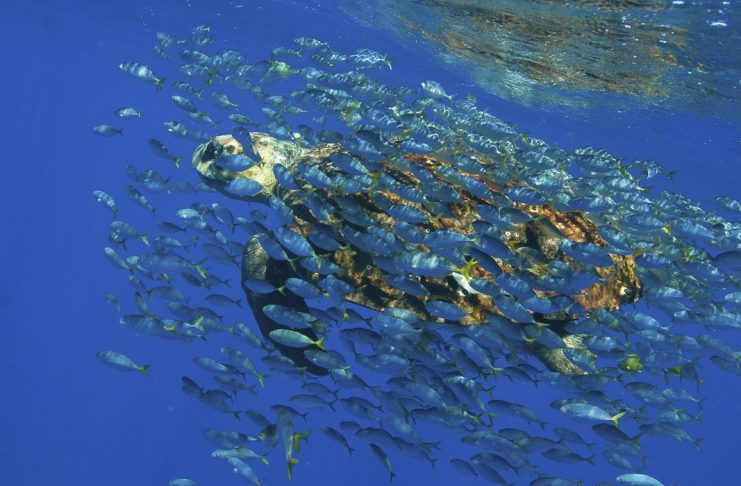 Praia do Forte (BA) - O Projeto Tamar comemora 33 anos com a soltura do filhote de número 15 milhões simbolizando o número de tartaruguinhas soltas no mar desde a criação do projeto (Projeto Tamar/Abr)