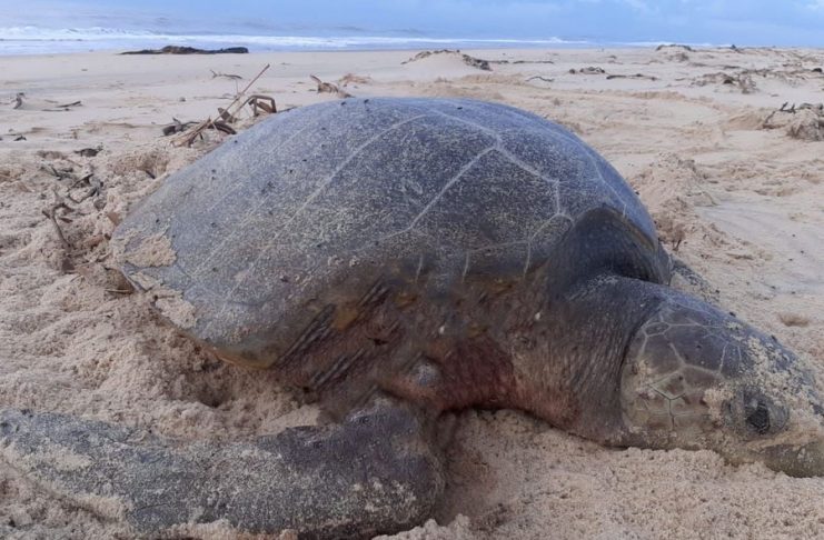 Tartaruga atacada em praia de Sergipe — Foto: Tamar