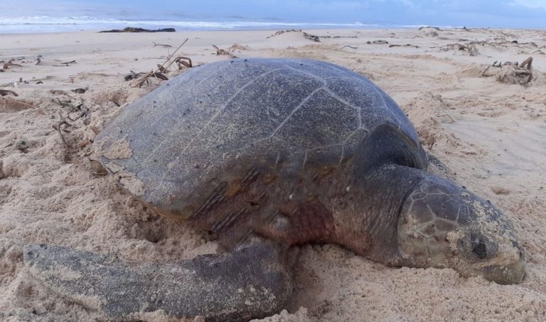 Tartarugas marinhas estão sendo atacadas por cães em Sergipe