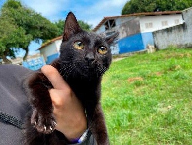 Saiba como solicitar a castração do seu pet no Zoonoses de Lagarto