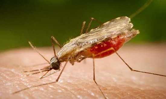 Secretaria de Saúde confirma caso de malária em Aracaju