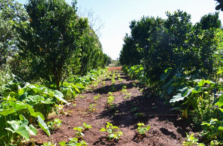 Sítio Pinheiro, na região de Brazlândia, no DF. A produção de alimentos orgânicos no sistema de agroflorestas vem ganhando destaque entre produtores rurais (Antonio Cruz/Agência Brasil)