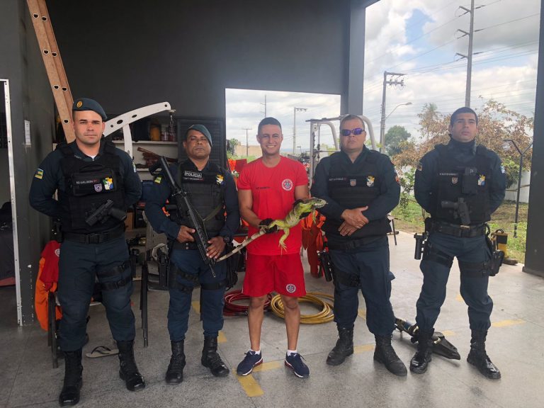 Iguana é resgatada no centro da cidade de Lagarto
