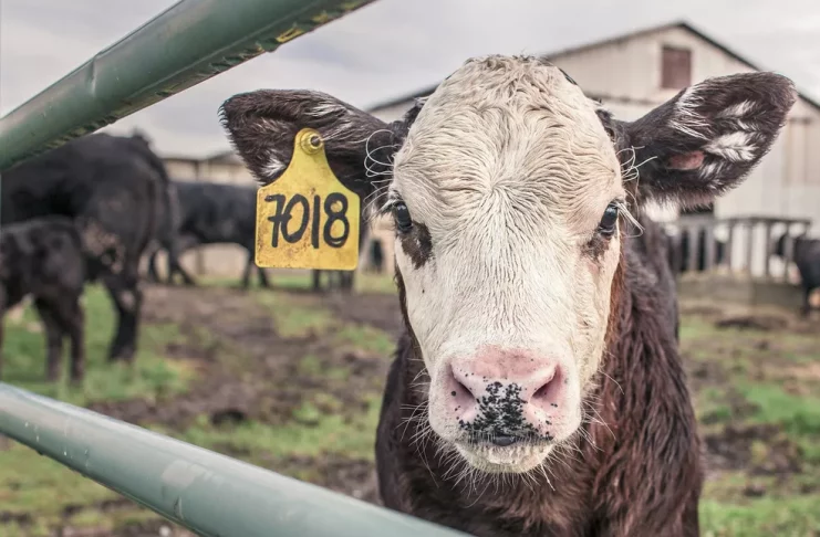 A doença da vaca louca atinge o sistema nervoso dos animais — Foto: Pixabay