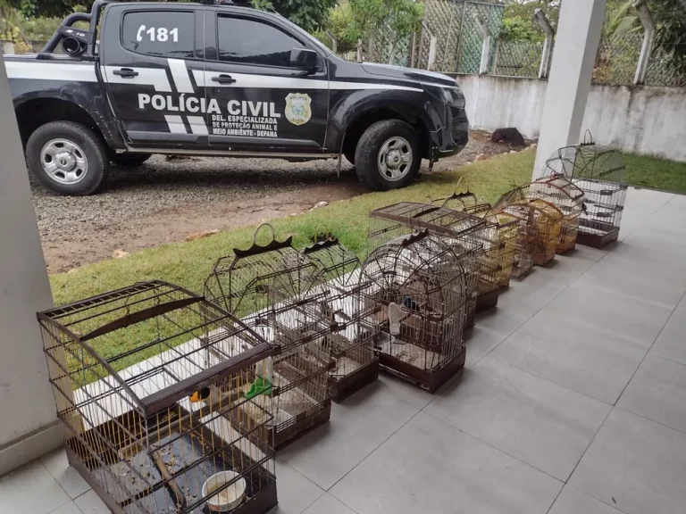 Aves silvestres mantidas em cativeiro são apreendidas pela Polícia