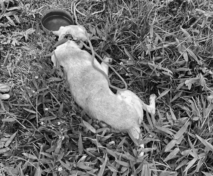 Cachorro morre após ser esfaqueado por roubar pedaço de carne em Tobias Barreto