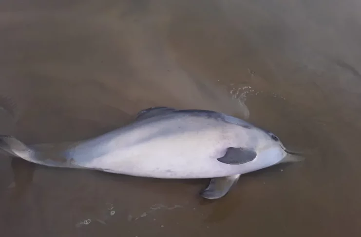 Golfinho encontrado morto em praia de Aracaju (SE). — Foto: Visão Ambiental