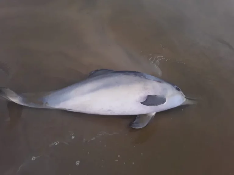 Golfinhos são encontrados mortos na Praia do Viral