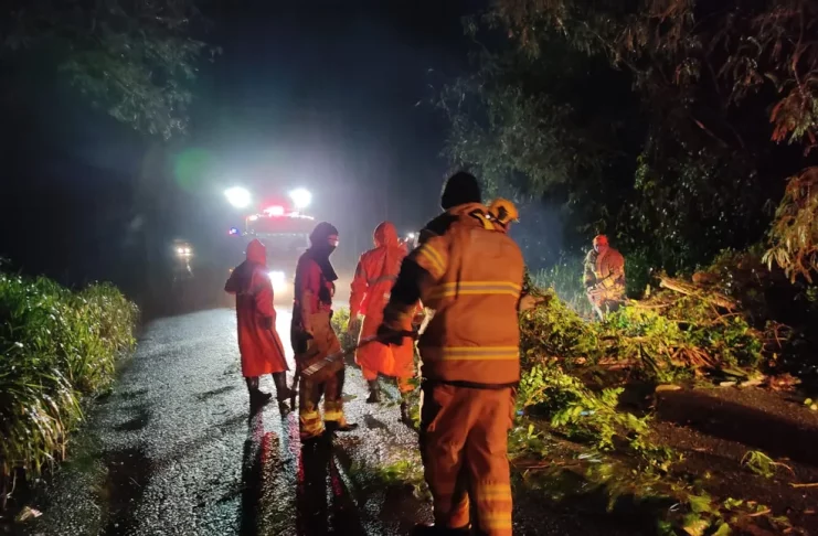 Queda de árvore em rodovia estadual de Sergipe. — Foto: Arquivo pessoal