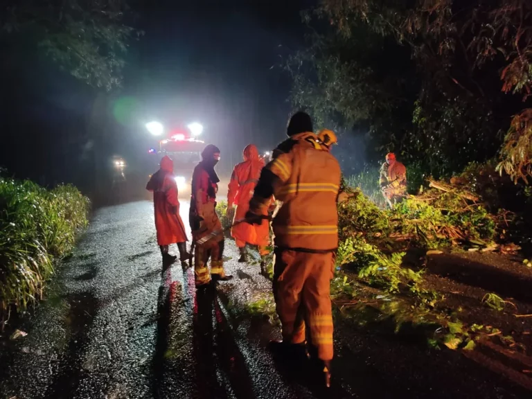 Árvore cai e bloqueia parcialmente rodovia estadual