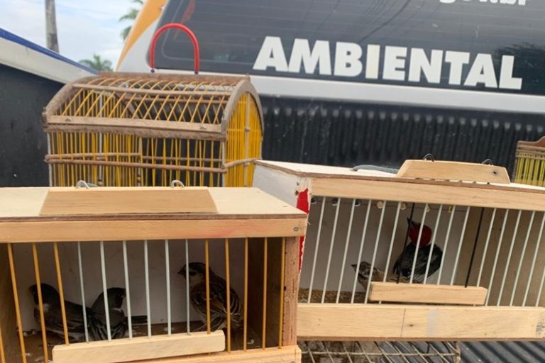 40 aves silvestres são apreendidas na feira livre de Lagarto