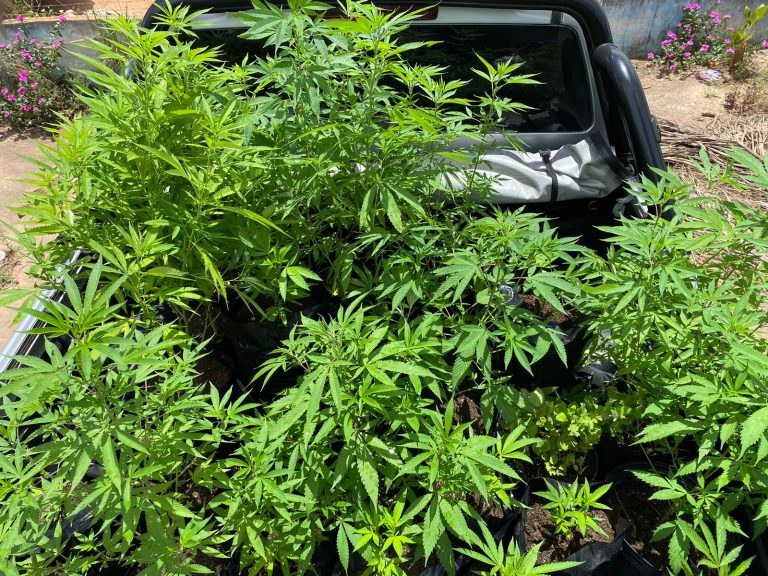 Homem é preso com grande quantidade de mudas de maconha em Salgado