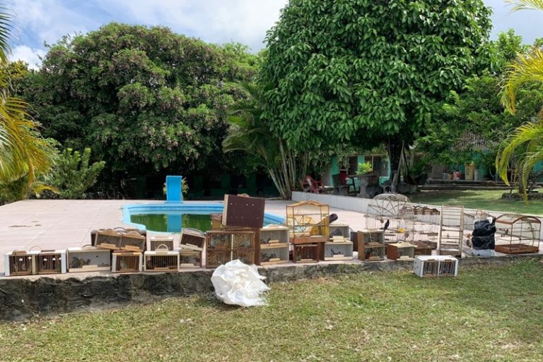 PM apreende mais de 100 aves em Itabaiana