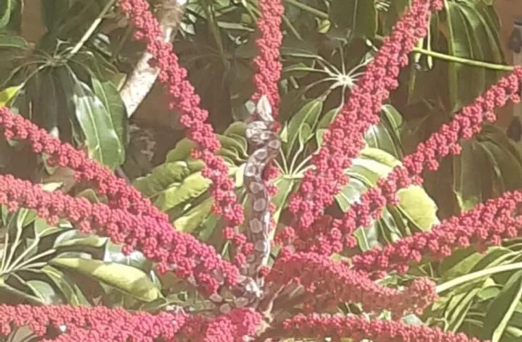 Jiboia encontrada em condomínio de Aracaju (SE). — Foto: CBMSE