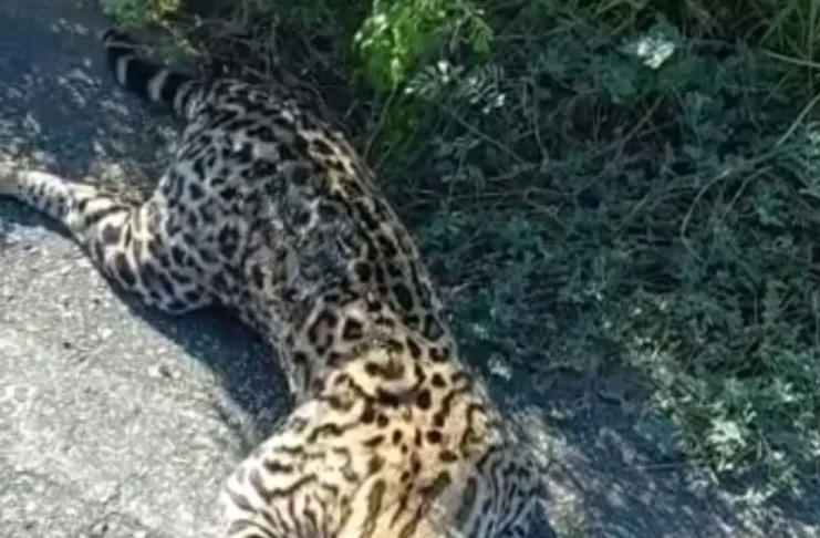 Gato do mato é encontrado morto em rodovia próximo à Porto da Folha ( SE) — Foto: Reprodução/ redes sociais