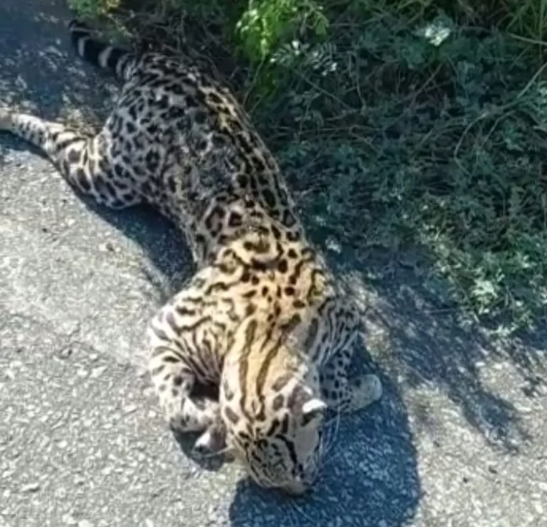 Gato do mato é encontrado morto em rodovia de Sergipe