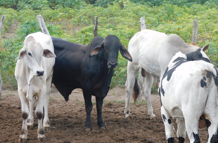 WhatsApp Image 2023-02-08 at 10.19.43