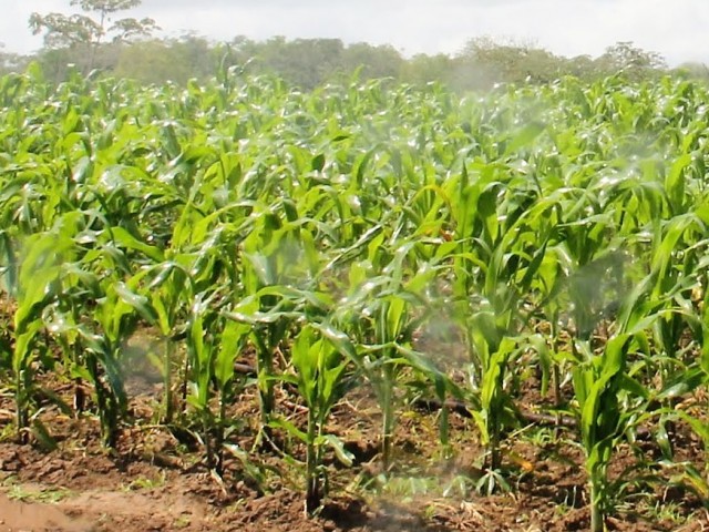 Meteorologia indica tempo favorável para o plantio do milho