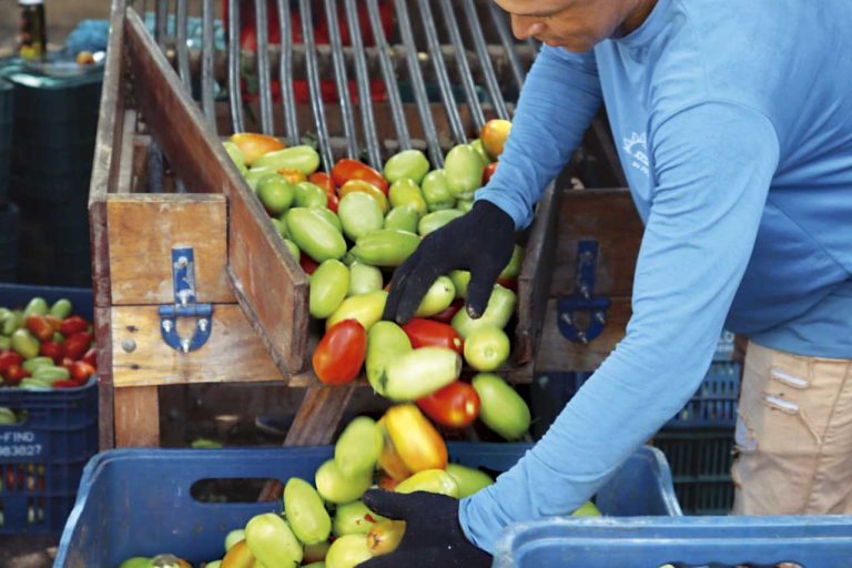 Tomaticultores de Lagarto investem na plasticultura e fertirrigação
