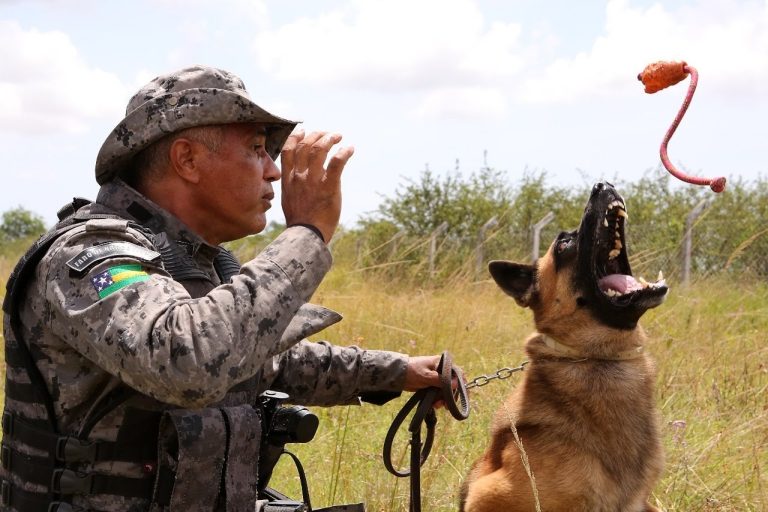 Cães da PM são treinados para localização de pessoas e apreensão drogas