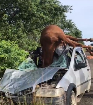 Cavalo solto na pista morre em acidente na zona rural de Lagarto