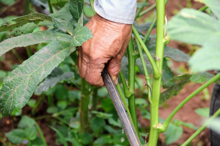 Produção de quiabo em Canindé cresce 20% no 1º trimestre do ano