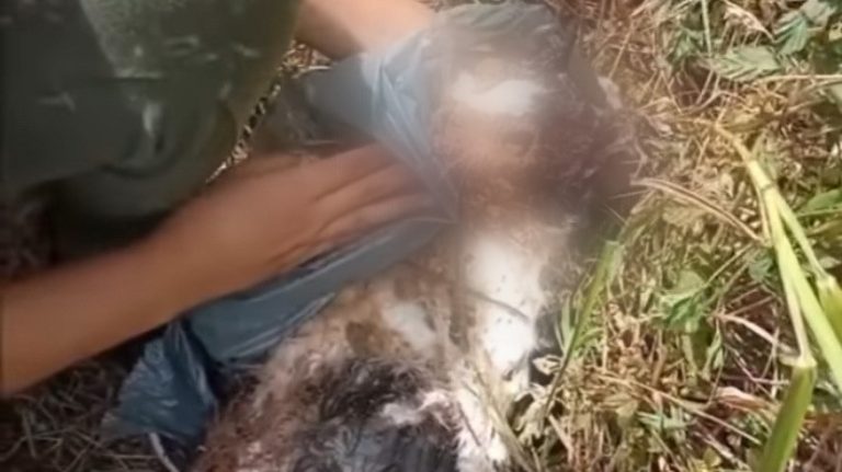 Gato morre após ser torturado na zona rural de Lagarto