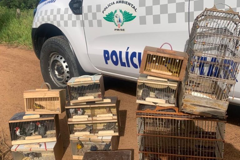 SSP emite alerta sobre abandono de animais em Sergipe