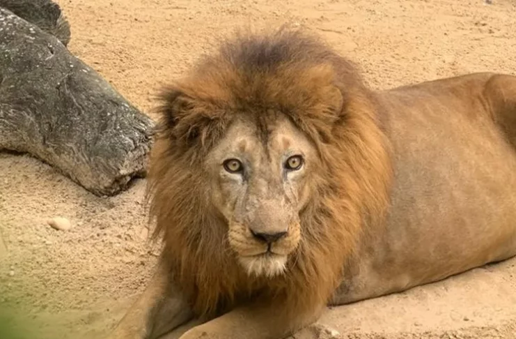 Léo, leão do Zoológico de Aracaju, localizado no Parque José Rollemberg Leite. — Foto: Governo de Sergipe/Arquivo