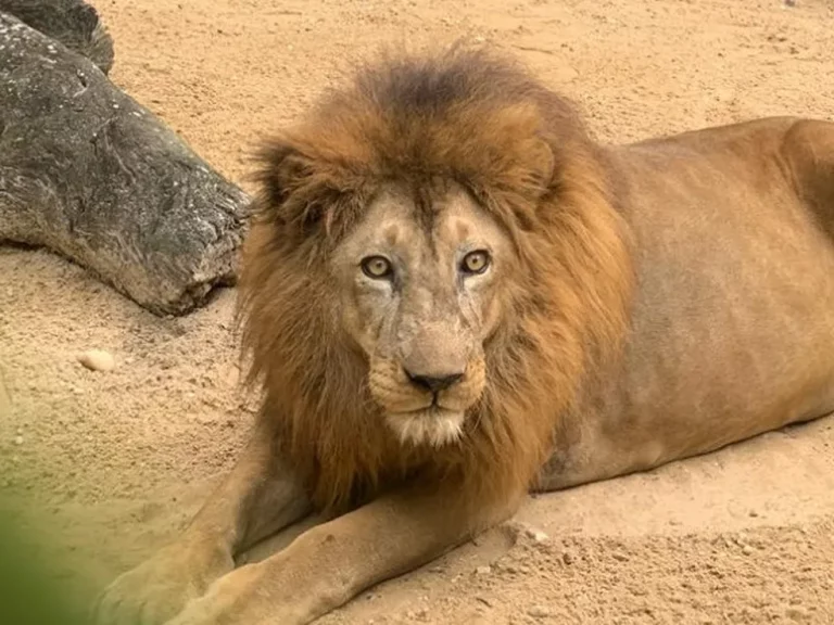 Leão Léo morre em zoológico de Aracaju