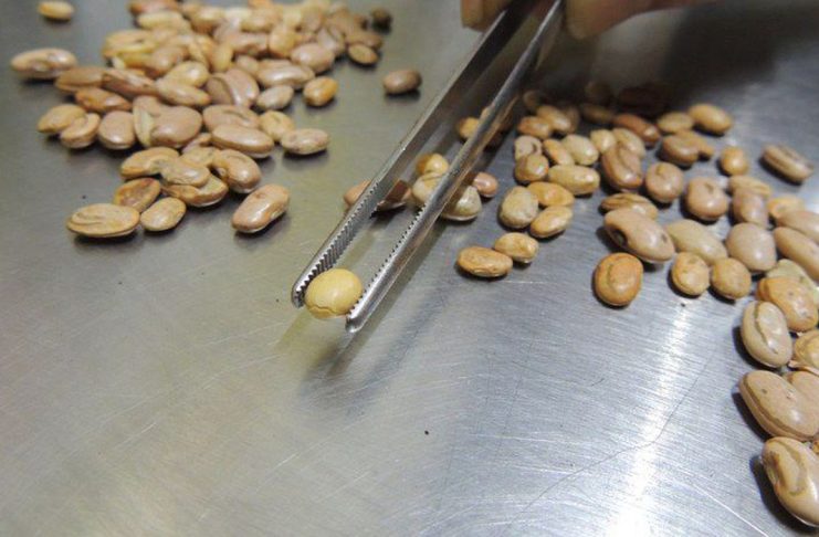 Brasília - 29/05/2023 - O Ministério da Agricultura e Pecuária (Mapa) realizou uma ampla operação de fiscalização com o objetivo de combater fraudes relacionadas ao café torrado e moído, azeite de oliva e verificar a qualidade do arroz e feijão ofertados ao consumidor. Foto: MAPA/ Divulgação