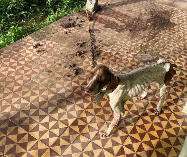 PC prende suspeito por maus-tratos contra dois cachorros